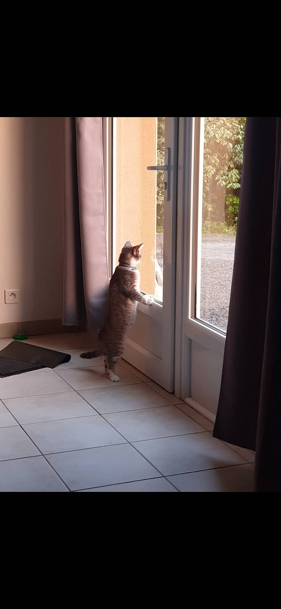 Plume a rejoint le concours — aidez-le/la à gagner de superbes lots ! carnivore, cat, curtain, door, felidae, floor, flooring, hardwood, home_door, interior_design, line, plant, shade, small_to_medium_sized_cats, sunlight, tail, tints_and_shades, whiskers, window, wood