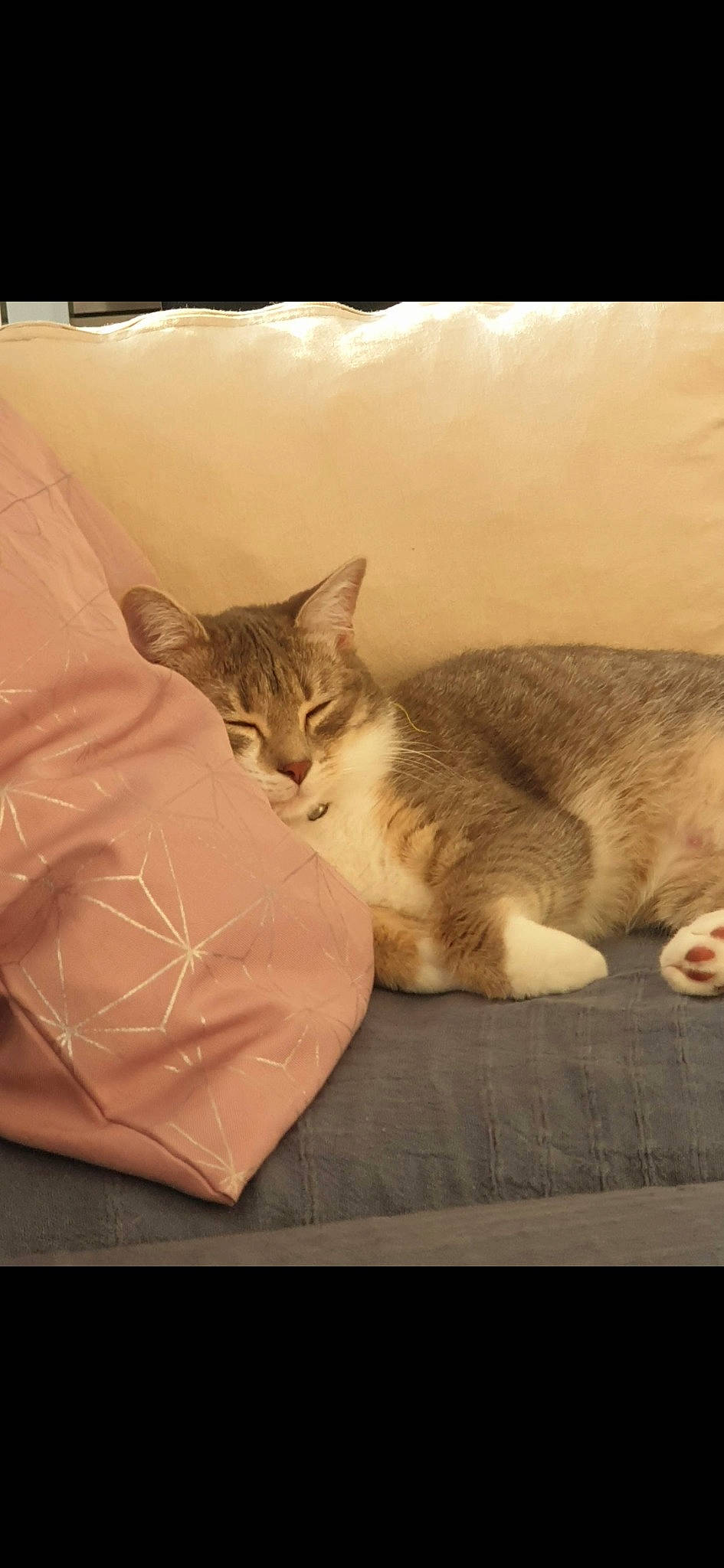 Plume participe au concours pour gagner de l'argent avec cette photo : bedding, carnivore, cat, comfort, domestic_short_haired_cat, fawn, felidae, fur, linens, mammal, nap, paw, room, sitting, sleep, small_to_medium_sized_cats, tail, whiskers, window, wood