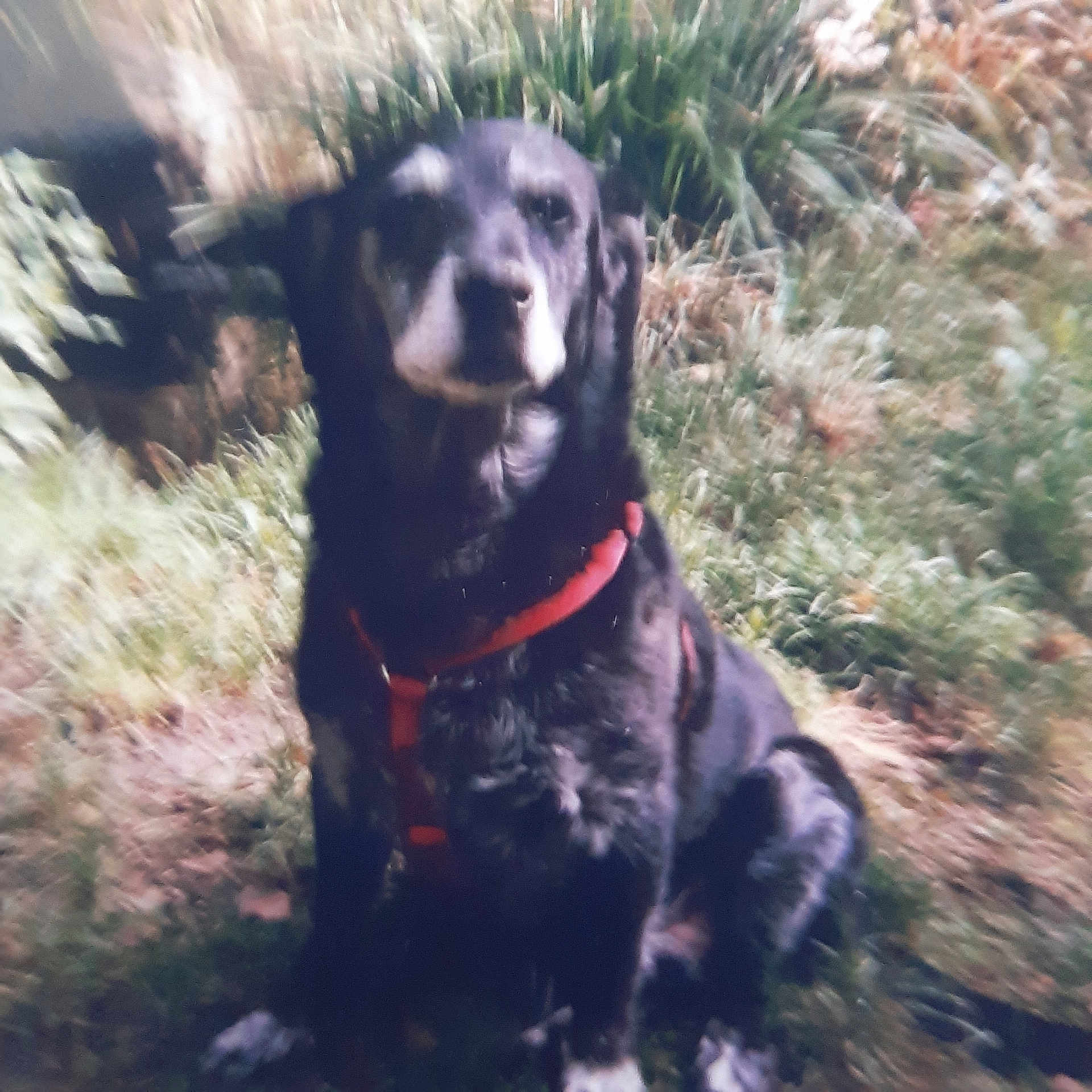 Larry a rejoint le concours — aidez-le/la à gagner de superbes lots ! animal, canine, dog, grass, grove, herbal, herbs, hound, labradorretriever, land, nature, outdoors, pet, plant, puppy, rock, soil, tree, vegetation, woodland