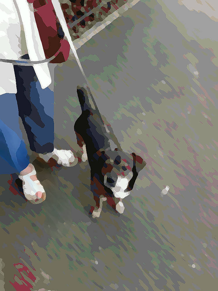 Manny participe au concours pour gagner de l'argent avec cette photo : carmine, carnivore, dog_breed, flag, flooring, foot, human_leg, leisure, pedestrian, shadow, sidewalk, tail, thigh, walking, wing