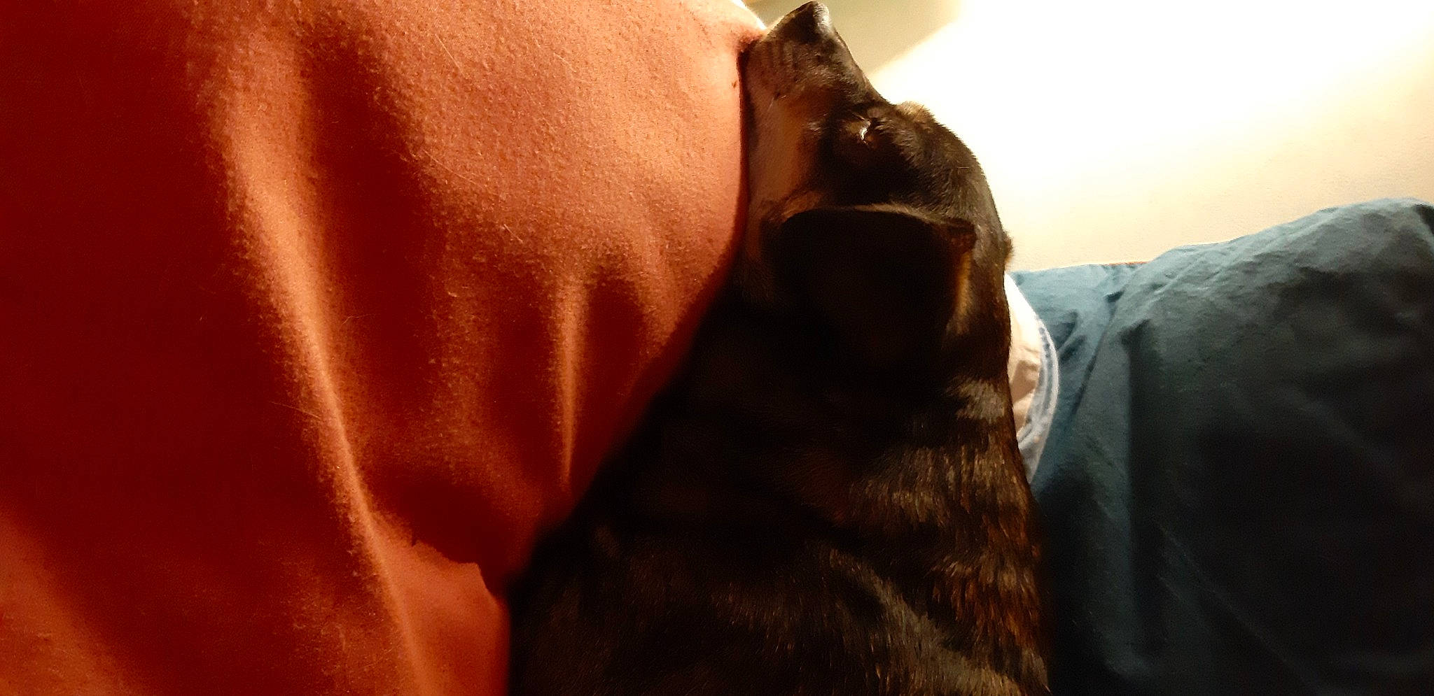 Manny a rejoint le concours — aidez-le/la à gagner de superbes lots ! beard, carnivore, comfort, companion_dog, dog, dog_breed, facial_hair, fawn, felidae, gesture, human_body, human_leg, liver, long_hair, snout, t_shirt, tints_and_shades, whiskers, wood, working_animal