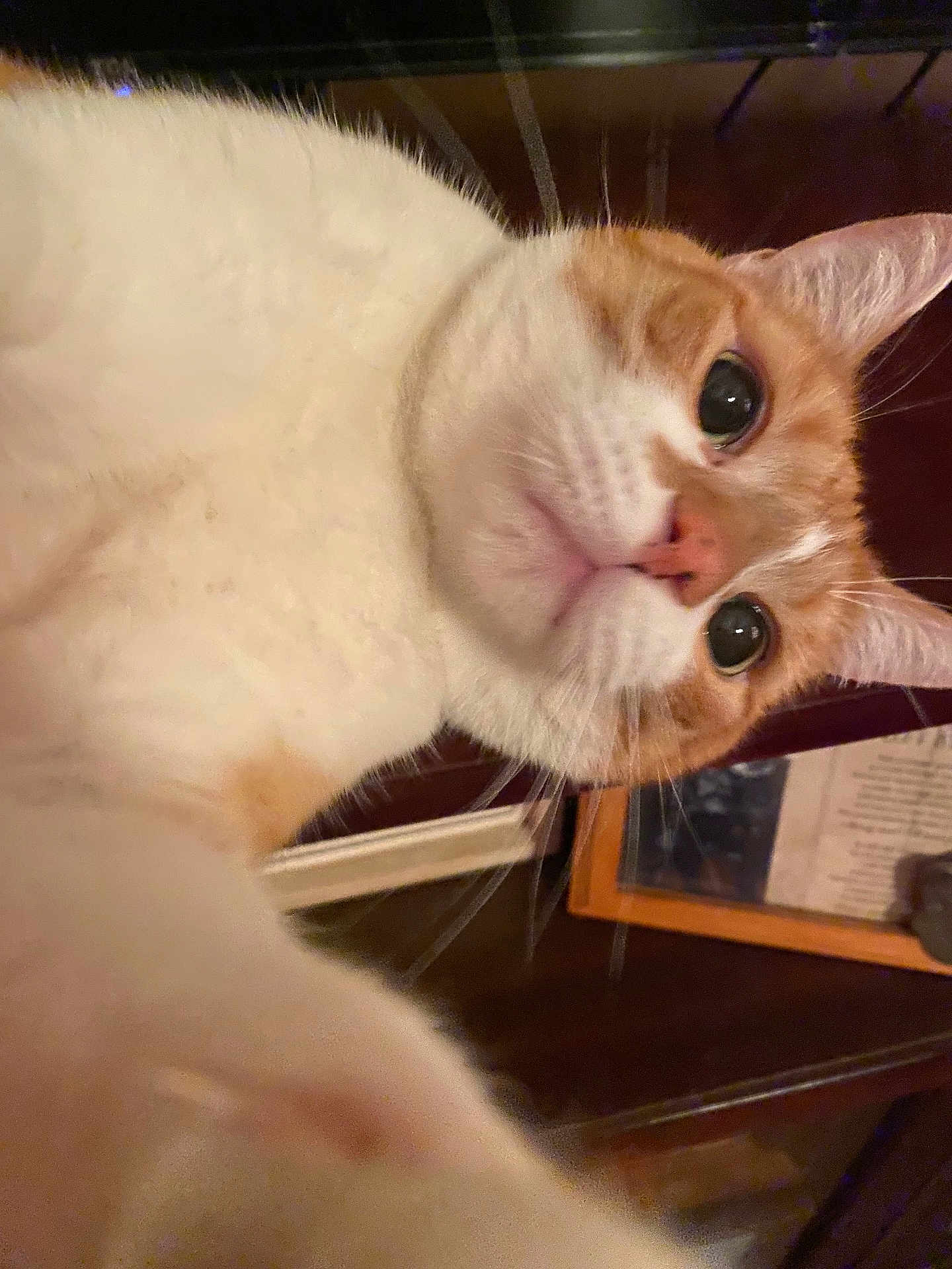 Blu is registered to the contest to win money with this photo: cat, orange_cat, white_cat, pet, animal, whiskers, close_up, indoor, curious, face, feline, cute, fur, nose, ears, eyes, mammal, domestic_animal, portrait, table