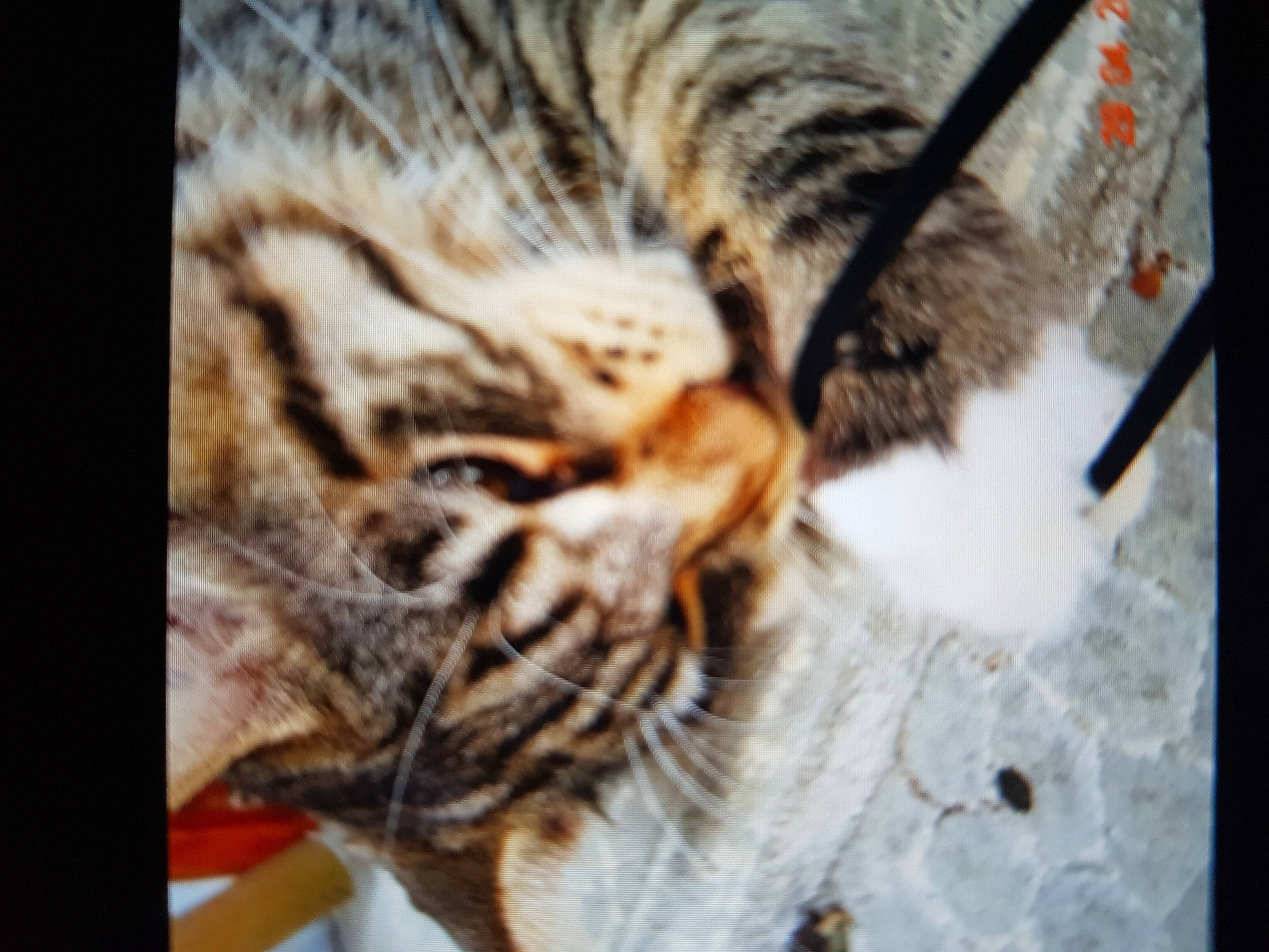 Sacha participe au concours pour gagner de l'argent avec cette photo : carnivore, cat, claw, close_up, comfort, domestic_short_haired_cat, fawn, felidae, fur, mammal, nap, paw, sleep, small_to_medium_sized_cats, snout, tail, terrestrial_animal, vertebrate, whiskers, wildlife