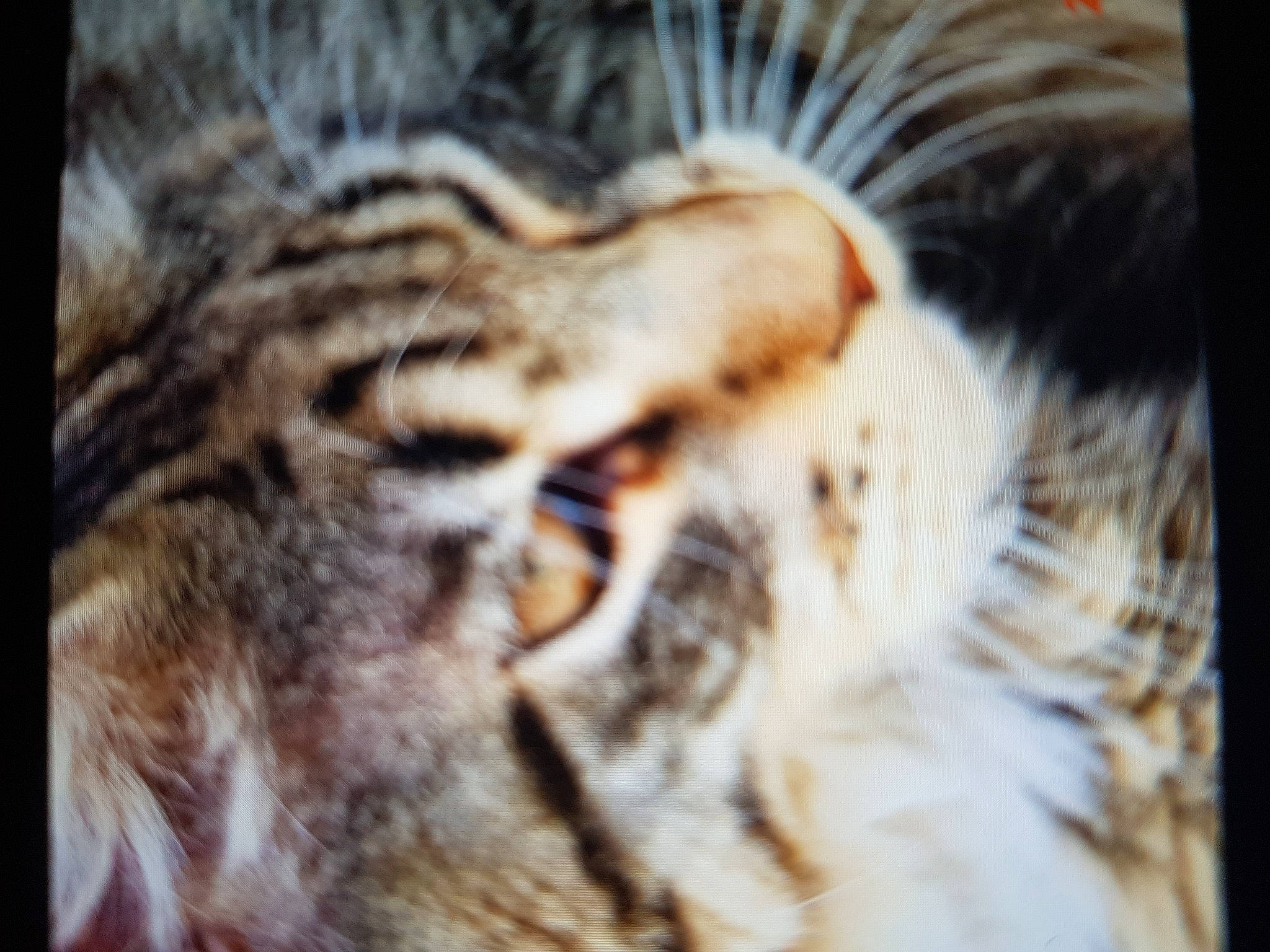 Sacha a rejoint le concours — aidez-le/la à gagner de superbes lots ! bengal_tiger, big_cats, carnivore, close_up, eye, eyelash, fawn, felidae, hair, head, human_body, mammal, organism, siberian_tiger, small_to_medium_sized_cats, snout, terrestrial_animal, tiger, vertebrate, whiskers