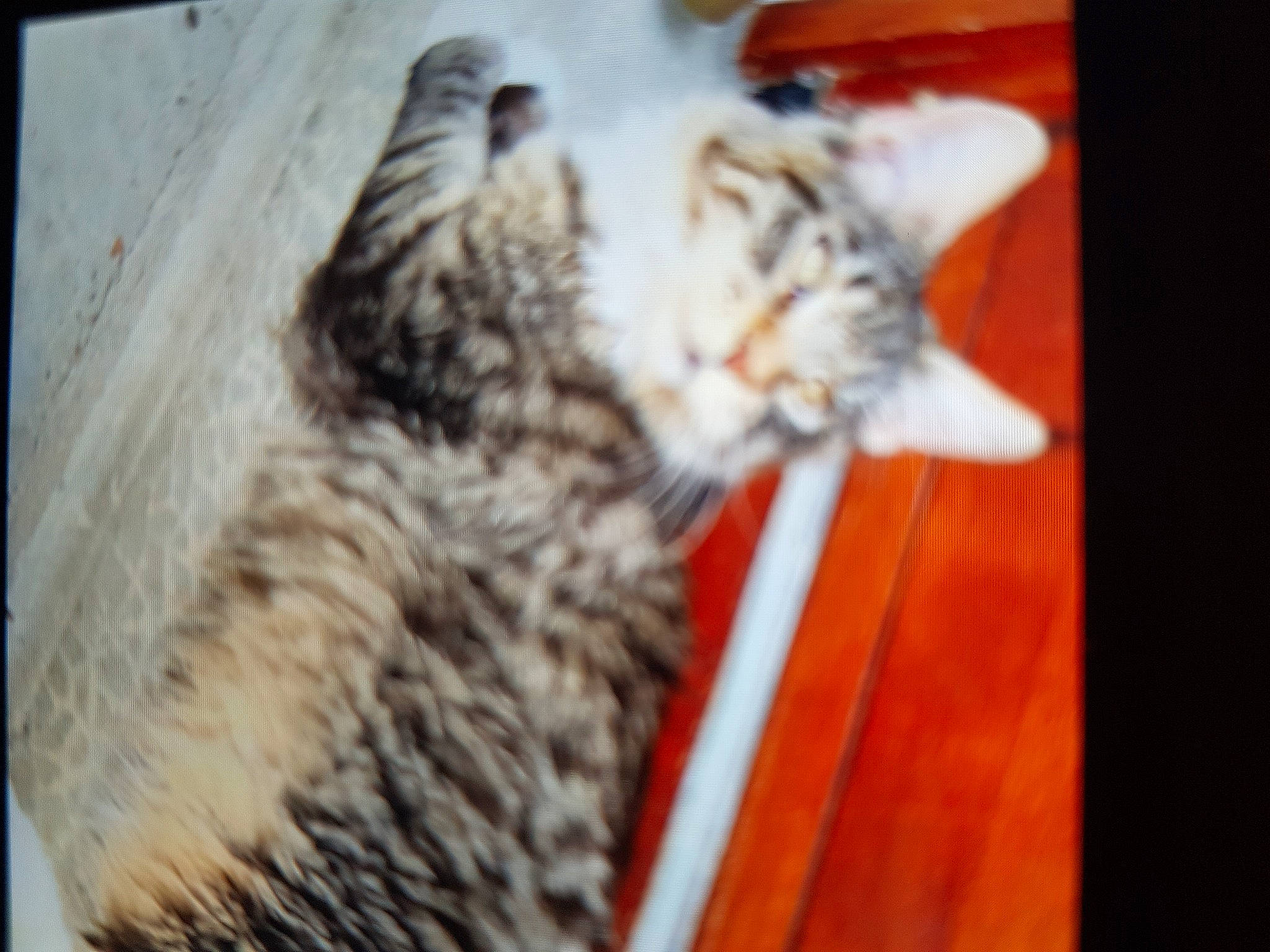 Sacha participe au concours pour gagner de l'argent avec cette photo : carnivore, cat, claw, domestic_short_haired_cat, felidae, flooring, fur, hardwood, nap, paw, rectangle, small_to_medium_sized_cats, snout, tail, terrestrial_animal, whiskers, wood