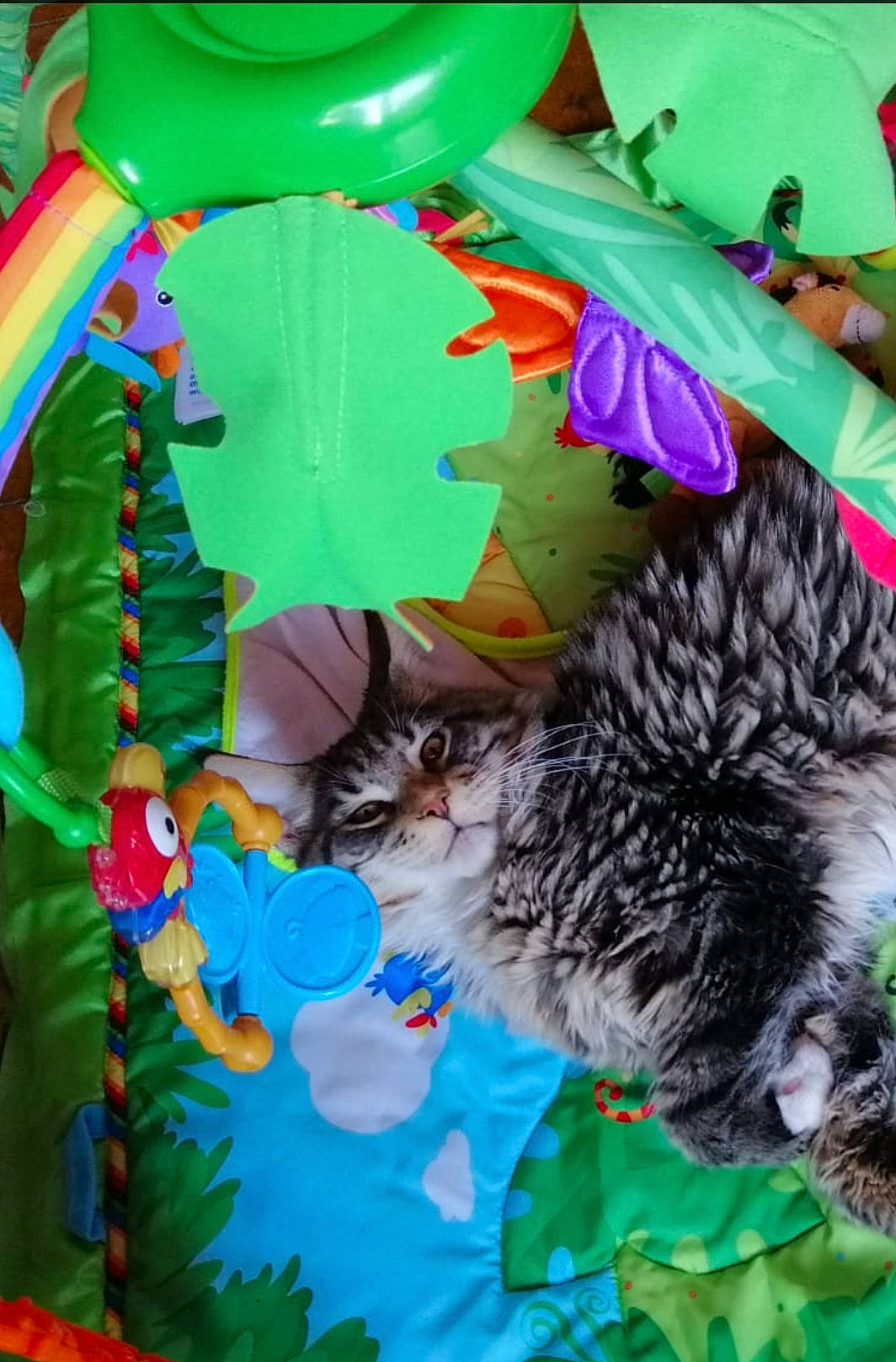 Sacha participe au concours pour gagner de l'argent avec cette photo : art, balloon, carnivore, cat, event, fawn, felidae, fur, grass, green, linens, organism, party_supply, pattern, small_to_medium_sized_cats, tail, textile, toy, visual_arts, whiskers