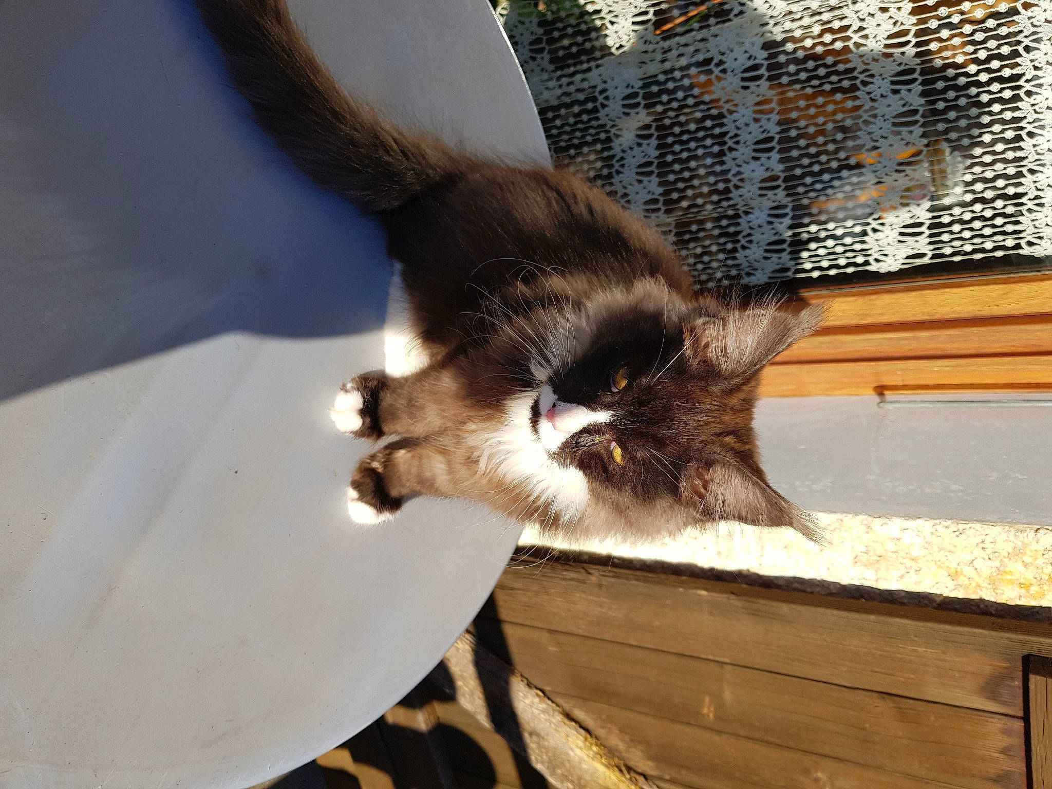 Sam a rejoint le concours — aidez-le/la à gagner de superbes lots ! animal_shelter, carnivore, cat, claw, domestic_short_haired_cat, fawn, felidae, fur, mammal, paw, plant, small_to_medium_sized_cats, snout, tail, vertebrate, whiskers, window, wood