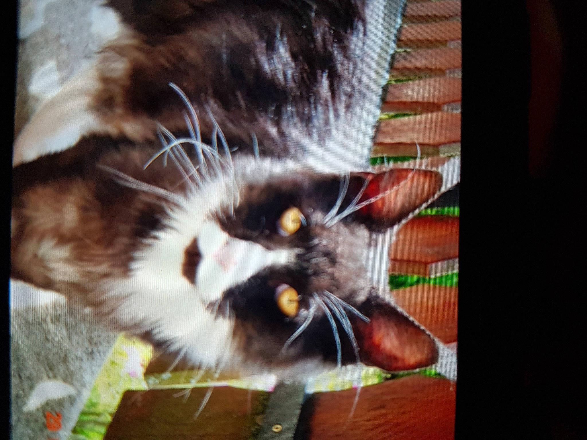 Sam a rejoint le concours — aidez-le/la à gagner de superbes lots ! carnivore, cat, claw, dog_breed, domestic_short_haired_cat, felidae, foot, fur, hardwood, paw, photo_caption, rectangle, small_to_medium_sized_cats, snout, tail, terrestrial_animal, whiskers, window, wood