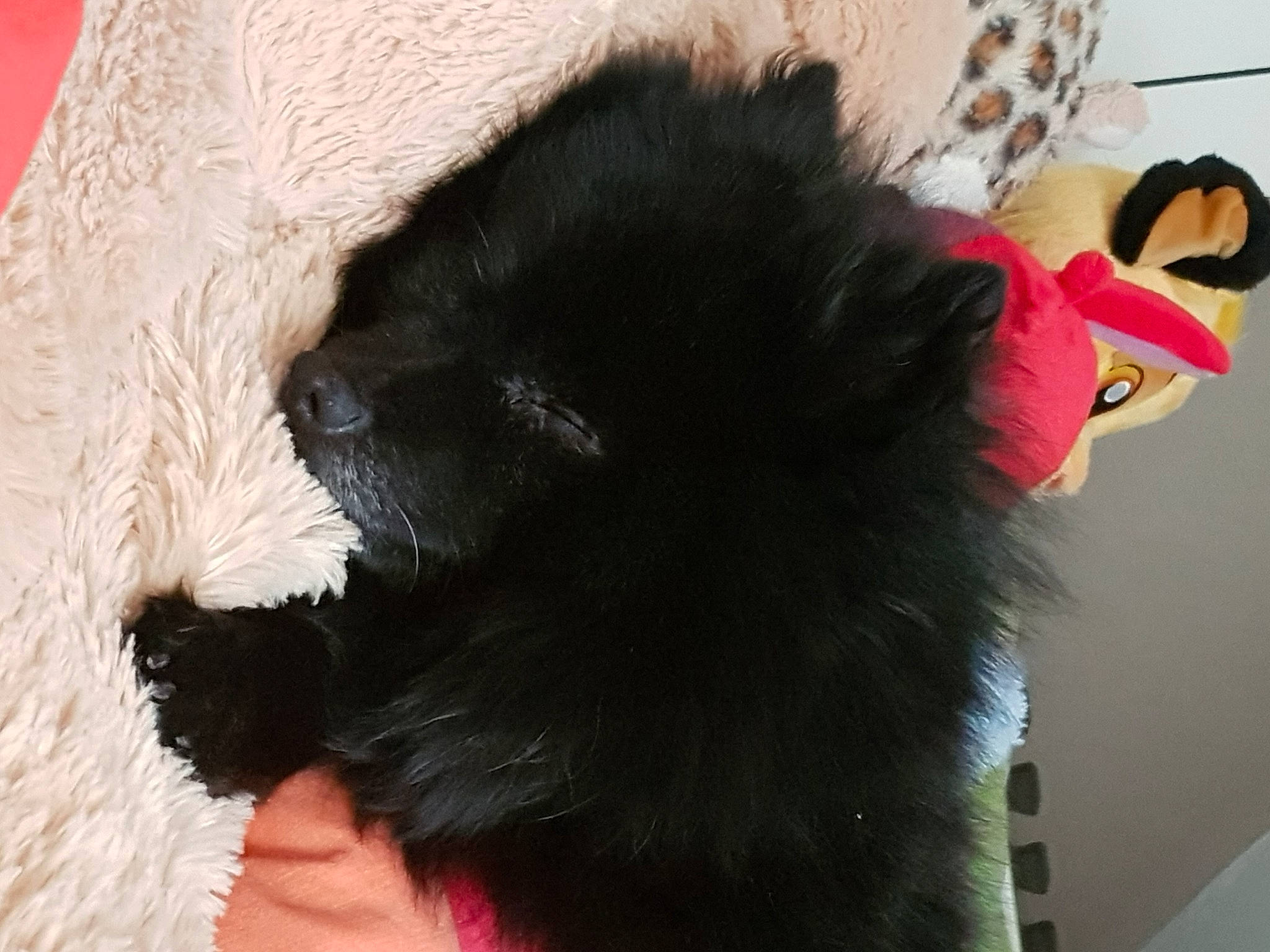 Mystique a rejoint le concours — aidez-le/la à gagner de superbes lots ! black_cat, canidae, carnivore, claw, companion_dog, dog_breed, ear, fawn, felidae, fur, liver, natural_material, small_to_medium_sized_cats, snout, sporting_group, tail, terrestrial_animal, toy, whiskers, working_animal