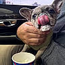 Luna Nova joined the competition — help win amazing prizes! adorable, animal, car, car_interior, closeup, clothing, cup, cute, dog, french_bulldog, hand, ice_cream, licking, person, pet, puppy, seat, sweater, tongue, window