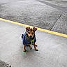 Bubba Lou joined the competition — help win amazing prizes! dog, small_dog, pet, jacket, blue_jacket, green_harness, concrete, outdoor, urban, parking_lot, yellow_line, sitting, looking_at_camera, calm, curious, fence, sidewalk, daytime, animal, canine