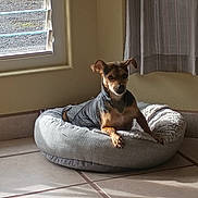 Bubba Lou is registered to the contest to win money with this photo: dog, pet_bed, indoor, sunlight, window, curtain, tile_floor, beige_wall, small_dog, relaxed, resting, brown_dog, black_dog, cozy, home, shadow, natural_light, furniture, quiet, comfortable