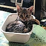 Avril a rejoint le concours — aidez-le/la à gagner de superbes lots ! animal, cat, container, curious, domestic, ears, fur, household, indoor, kitten, leaf_pattern, looking, pet, small, tabby, table, tablecloth, tail, whiskers, white