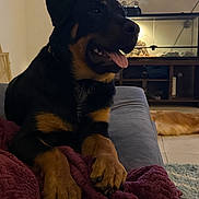 Bandit joined the competition — help win amazing prizes! animal, blanket, canine, carpet, companion, couch, dog, domestic, floor, furniture, glass_enclosure, happy, indoor, living_room, pet, relaxed, rottweiler, television, tongue_out, wooden_cabinet