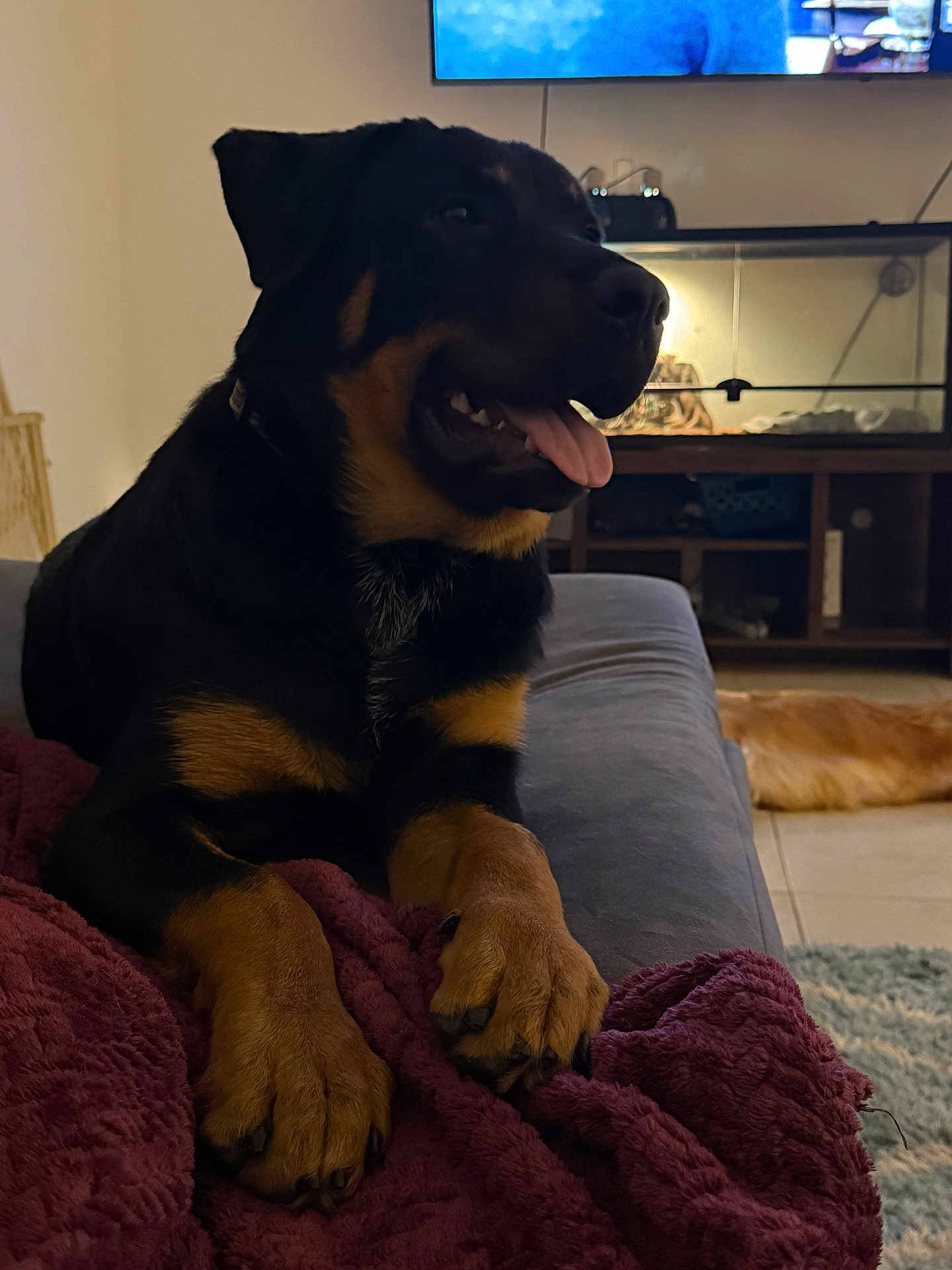Bandit