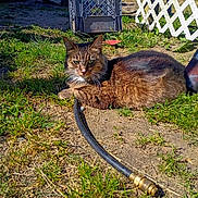 Kluck is registered to the contest to win money with this photo: cat, tabby_cat, grass, dirt, garden_hose, backyard, sunlight, plastic_crate, fence, lattice_fence, outdoor, pet, resting, animal, nature, daylight, greenery, ground, summer, relaxing