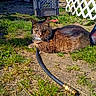 cat, tabby_cat, grass, dirt, garden_hose, backyard, sunlight, plastic_crate, fence, lattice_fence, outdoor, pet, resting, animal, nature, daylight, greenery, ground, summer, relaxing