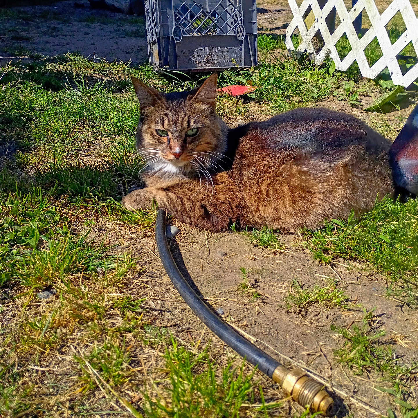 Kluck is registered to the contest to win money with this photo: cat, tabby_cat, grass, dirt, garden_hose, backyard, sunlight, plastic_crate, fence, lattice_fence, outdoor, pet, resting, animal, nature, daylight, greenery, ground, summer, relaxing