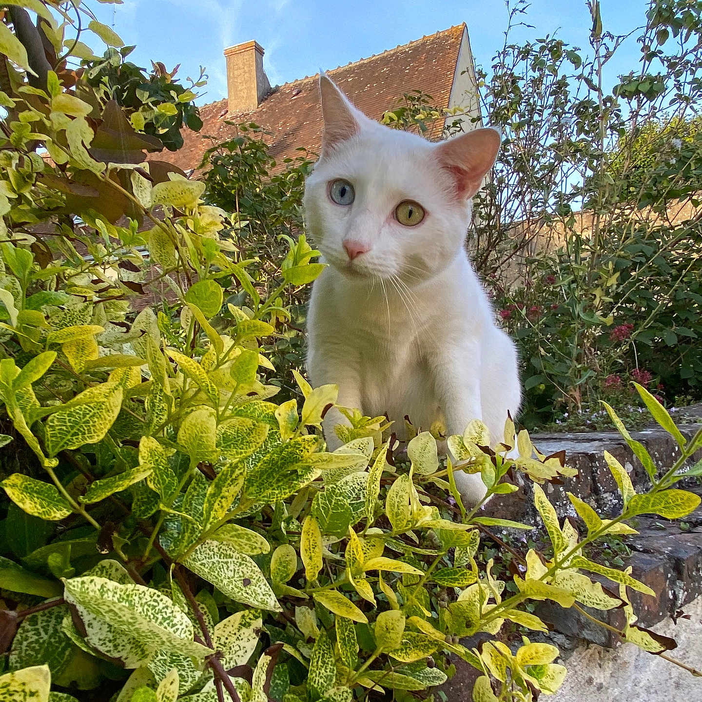 Milo participe au concours pour gagner de l'argent avec cette photo : angora, animal, architecture, building, cat, herbal, herbs, ivy, jar, leaf, nature, outdoors, pet, plant, planter, pottedplant, pottery, shelter, vase, vegetation