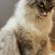 Marilyn is registered to the contest to win money with this photo: cat, fluffy, gray, white, tongue_out, sitting, tile_floor, indoor, pet, feline, cute, whiskers, paws, fur, close_up, domestic_animal, animal, portrait, playful, mischievous