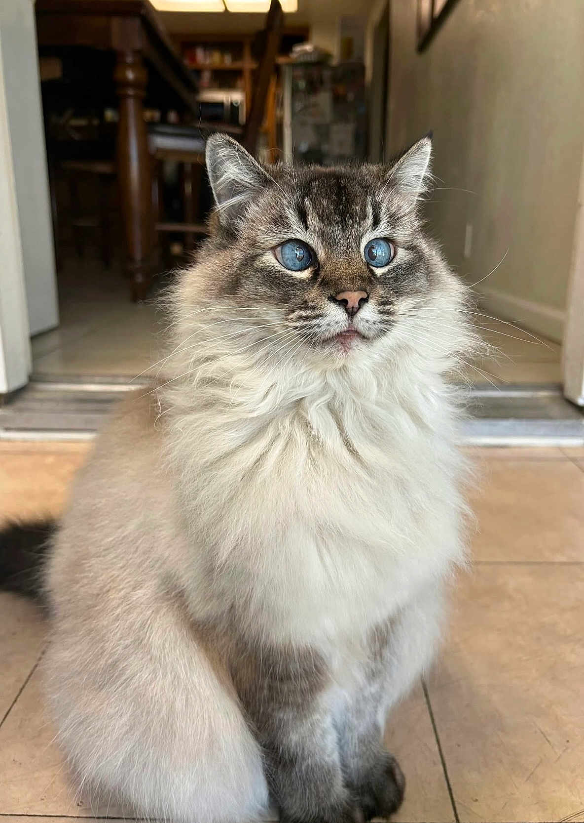 Marilyn is registered to the contest to win money with this photo: cat, fluffy, blue_eyes, indoor, floor, tile, feline, pet, animal, sitting, closeup, whiskers, fur, portrait, domestic_cat, cute, home, furniture, table, chair
