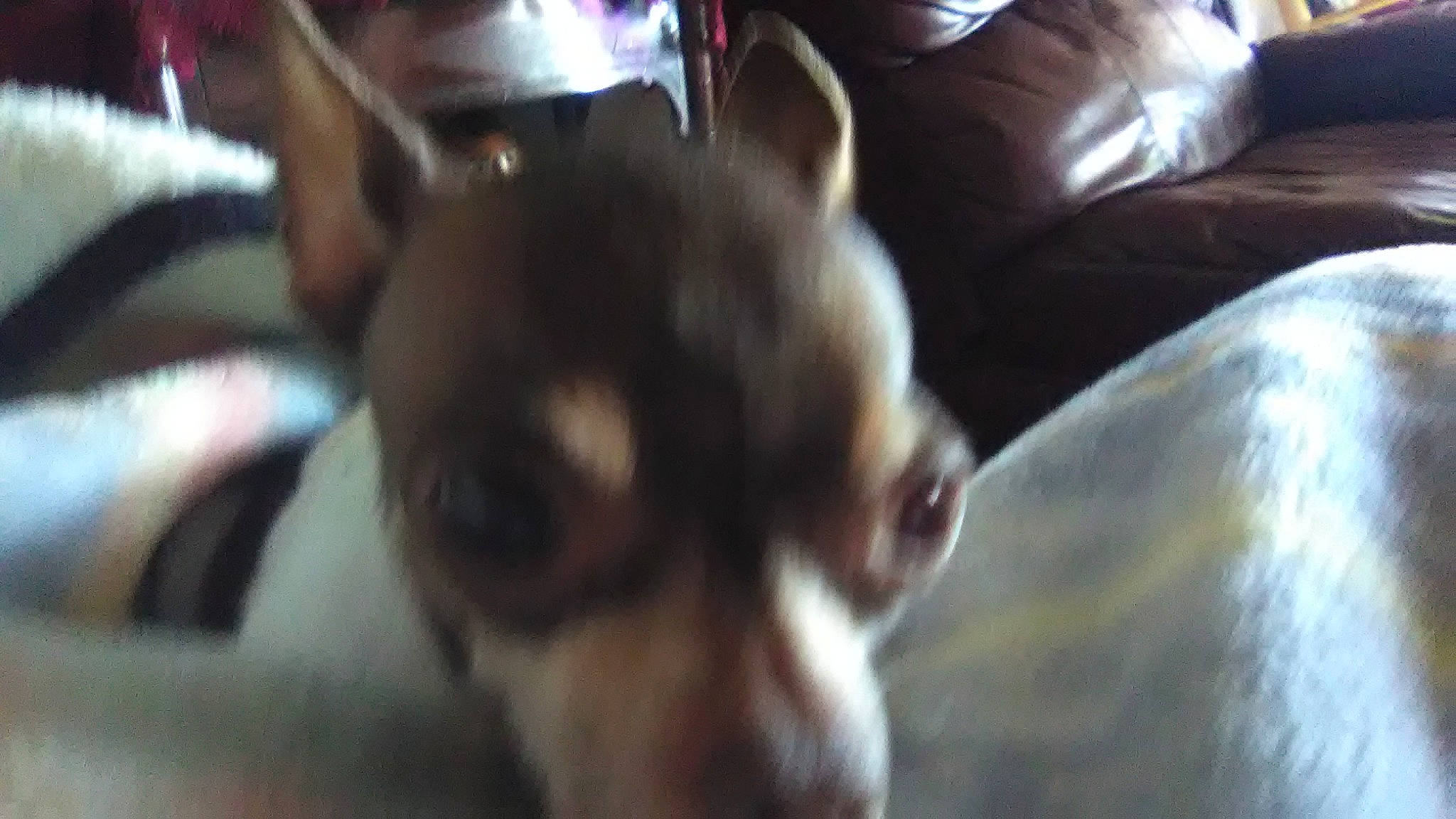 Tnu Melancon joined the competition — help win amazing prizes! basenji, brazilian_terrier, canidae, carnivore, chihuahua, dog, dog_breed, ear, fox_terrier, mammal, miniature_fox_terrier, puppy, rat_terrier, snout, sporting_group, toy_fox_terrier, vertebrate, whiskers, working_dog