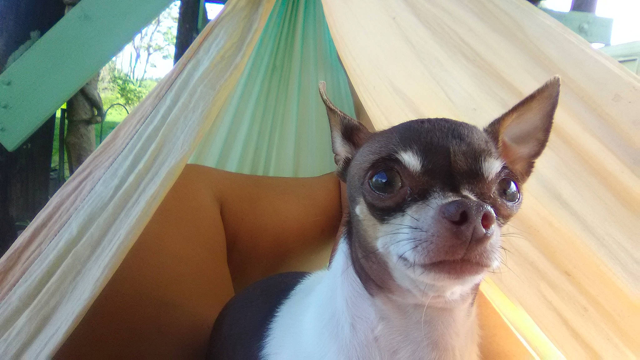 Tnu Melancon is registered to the contest to win money with this photo: boston_terrier, canidae, carnivore, chihuahua, companion_dog, dog, dog_breed, ear, fawn, mammal, snout, toy_dog, toy_fox_terrier, vertebrate