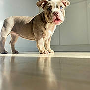 Kira a rejoint le concours — aidez-le/la à gagner de superbes lots ! puppy, dog, canine, standing, portrait, short_hair, blue_eye, heterochromia, floppy_ears, pink_nose, open_mouth, indoors, floor, reflection, sunlight, home, hallway, brown_coat, white_markings, cute