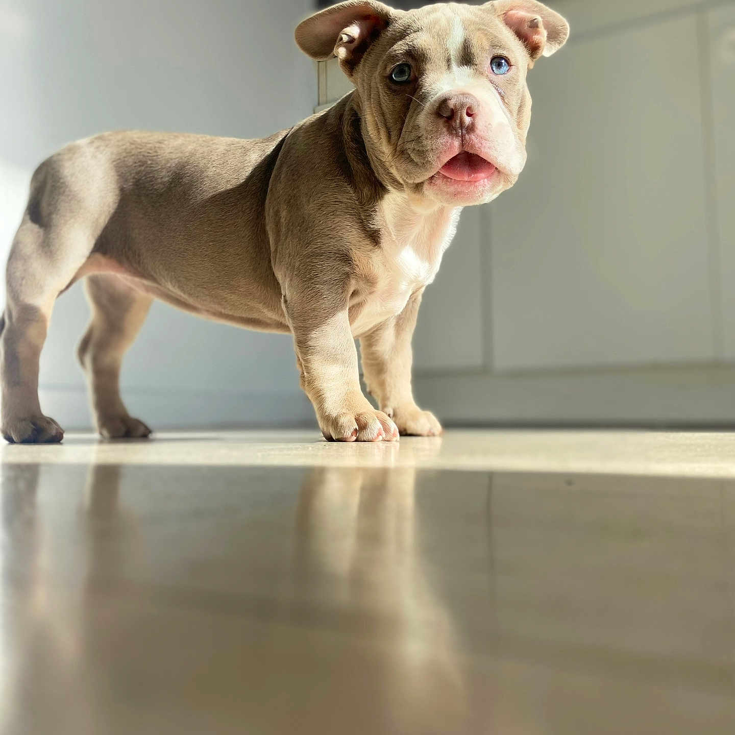 Kira