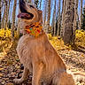 dog, golden_retriever, bandana, forest, birch_trees, autumn, leaves, sunlight, outdoor, nature, happy, pet, canine, tongue_out, sitting, trees, path, seasonal, daylight, colorful