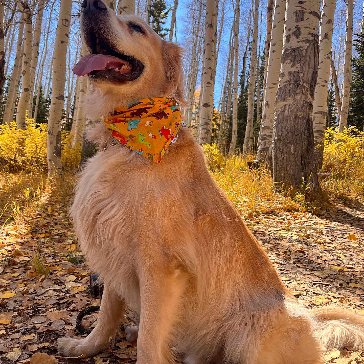 Bolt joined the competition — help win amazing prizes! dog, golden_retriever, bandana, forest, birch_trees, autumn, leaves, sunlight, outdoor, nature, happy, pet, canine, tongue_out, sitting, trees, path, seasonal, daylight, colorful