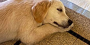 Bingo a rejoint le concours — aidez-le/la à gagner de superbes lots ! dog, puppy, sleeping, golden_retriever, floor, tiled_floor, pee_pad, water_bottle, indoor, resting, fur, pet, animal, canine, domestic_animal, cute, young_dog, peaceful, calm, relaxed