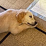 dog, puppy, sleeping, golden_retriever, floor, tiled_floor, pee_pad, water_bottle, indoor, resting, fur, pet, animal, canine, domestic_animal, cute, young_dog, peaceful, calm, relaxed