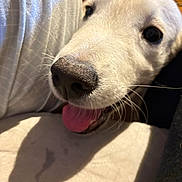 Bingo a rejoint le concours — aidez-le/la à gagner de superbes lots ! dog, white_dog, close_up, tongue_out, pet, happy, snout, whiskers, indoor, person, white_shirt, texture, fur, cute, animal, companion, shadow, nose, eyes, cozy