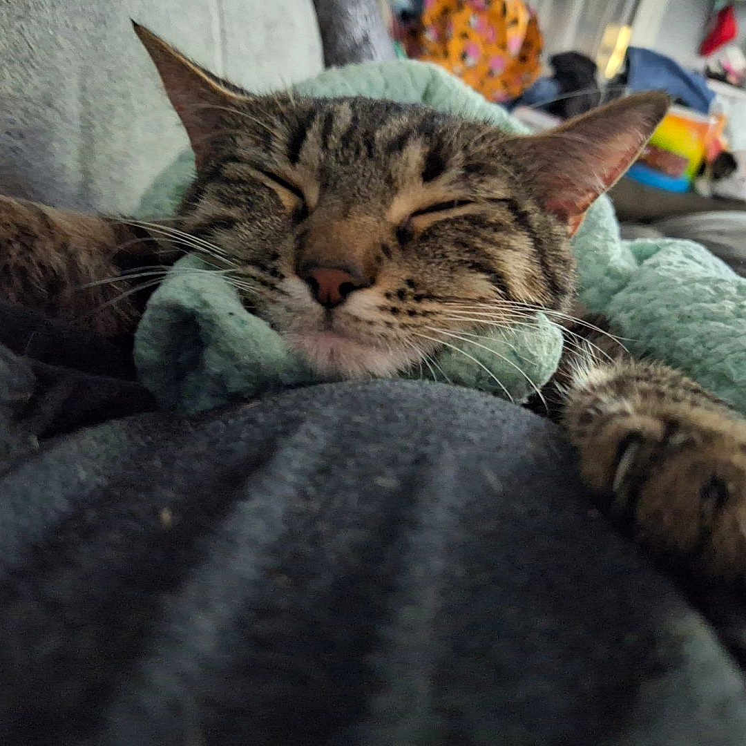 Loki