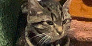 Loki is registered to the contest to win money with this photo: animal, cat, cat_tree, close_up, collar, cozy, curious, domestic_animal, ears, feline, furniture, home, indoor, looking_away, pet, relaxed, sitting, tabby_cat, whiskers, wood
