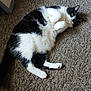 Chloe is registered to the contest to win money with this photo: animal, black_and_white, carpet, cat, closeup, cute, domestic_cat, feline, floor, fur, household, indoor, looking, lying_down, paws, pet, playful, relaxed, resting, whiskers