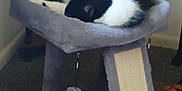 Chloe joined the competition — help win amazing prizes! animal, black_and_white, carpet, cat, cat_tree, cozy, feline, fur, furniture, home, indoor, nap, paw, pet, quiet, relaxation, resting, scratching_post, sleeping, toy