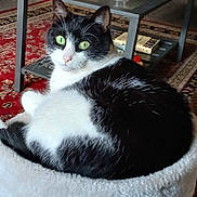Chloe is registered to the contest to win money with this photo: animal, black_and_white, book, carpet, cat, cat_bed, coffee_table, companion, cute, feline, fur, green_eyes, home_decor, indoor, living_room, mammal, pet, relaxed, resting, whiskers