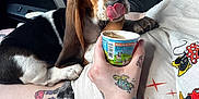 Winnie joined the competition — help win amazing prizes! basset_hound, puppy, dog, pet, car_interior, person, hand, tattoo, mickey_mouse, shirt, shorts, cup, licking, cute, animal, indoor, seat, window, stop_sign, petco_sign