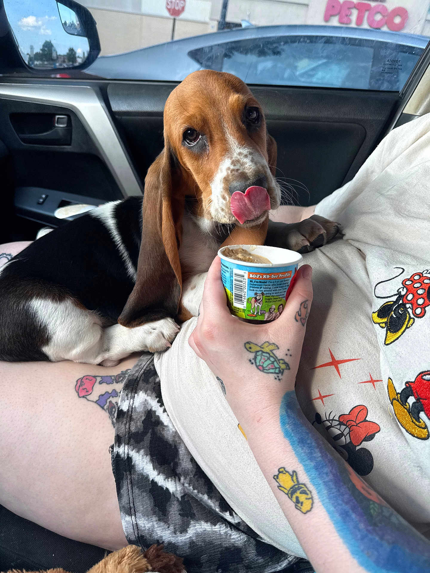 Winnie joined the competition — help win amazing prizes! basset_hound, puppy, dog, pet, car_interior, person, hand, tattoo, mickey_mouse, shirt, shorts, cup, licking, cute, animal, indoor, seat, window, stop_sign, petco_sign