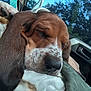 dog, puppy, basset_hound, sleeping, ears, quilt, car_interior, window, trees, nature, closeup, nose, whiskers, resting, pet, animal, fur, cute, relaxation, daytime