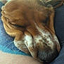 Winnie is registered to the contest to win money with this photo: animal, calm, closeup, companion, cute, dog, face, fur, human_leg, indoors, nose, pet, relaxing, resting, skin, sleeping, snout, soft, whiskers, wrinkles