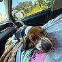 puppy, dog, basset_hound, sleeping, car_interior, person, quilt, window, daylight, trees, side_mirror, shirt, resting, close_up, pet, animal, cute, cozy, relaxing, transportation