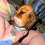 Winnie is registered to the contest to win money with this photo: animal, background, brown_dog, closeup, container, cozy, cup, dog, furniture, hand, indoor, legs, person, pet, relaxed, skin, sniffing, tattoo, tattooed_hand, white_spots
