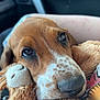 Winnie joined the competition — help win amazing prizes! puppy, dog, close_up, plush_toy, snuggling, sleepy, car_interior, soft_light, brown_fur, white_spots, cute, pet, animal, face, nose, whiskers, cozy, companion, toy, resting