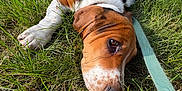 Winnie joined the competition — help win amazing prizes! animal, basset_hound, black, brown, closeup, cute, dog, grass, laying, leash, nature, outdoor, pet, puppy, relaxed, resting, sunlight, wall, white, young