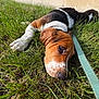 animal, basset_hound, black, brown, closeup, cute, dog, grass, laying, leash, nature, outdoor, pet, puppy, relaxed, resting, sunlight, wall, white, young