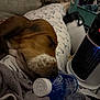 dog, sleeping, blanket, pillow, water_bottle, cap, heater, indoor, cozy, rest, brown, white, closeup, fur, nose, ears, comfort, home, relaxation, warmth