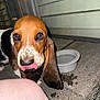basset_hound, puppy, dog, animal, close_up, outdoor, night, concrete, water_bowl, ear, tongue, pet, canine, curious, flash, wall, house, floor, nose, licking